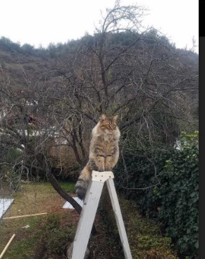 开云sport-末节之神，金玟哉史诗夜改写欧冠历史的11分钟