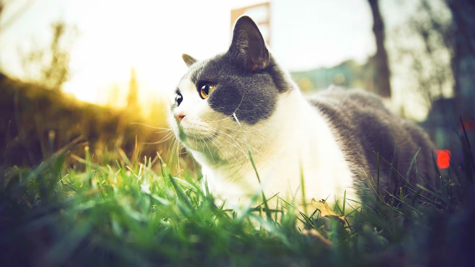 双线叙事，当努涅斯撞碎防守，乌克兰在药厂伤口撒盐