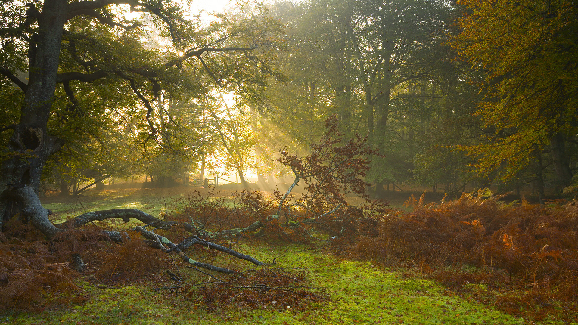 开云体育官网-范弗利特导演攻防一体，魔术稳扎稳打降伏奇才
