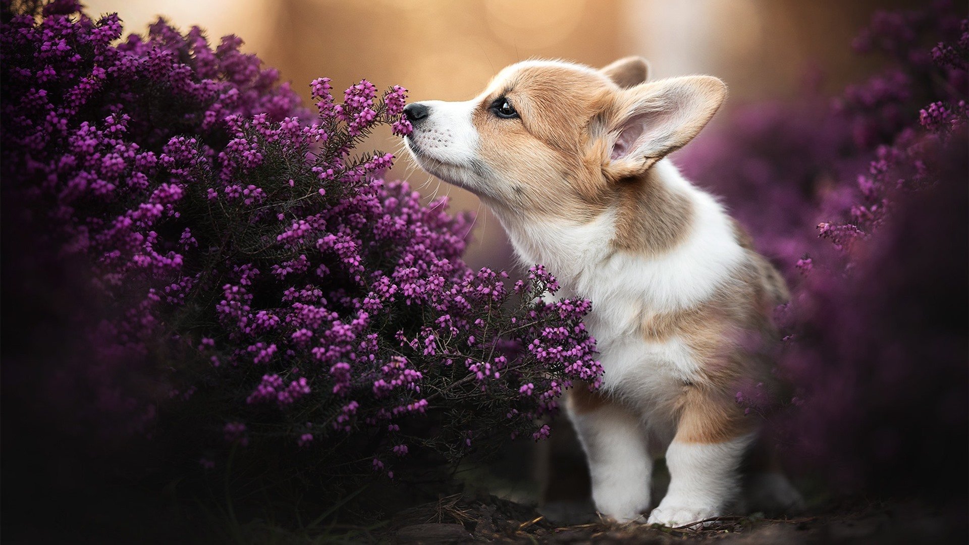 跨界生死鏖战，活塞对决吉林队，西决焦点再现篮球风云