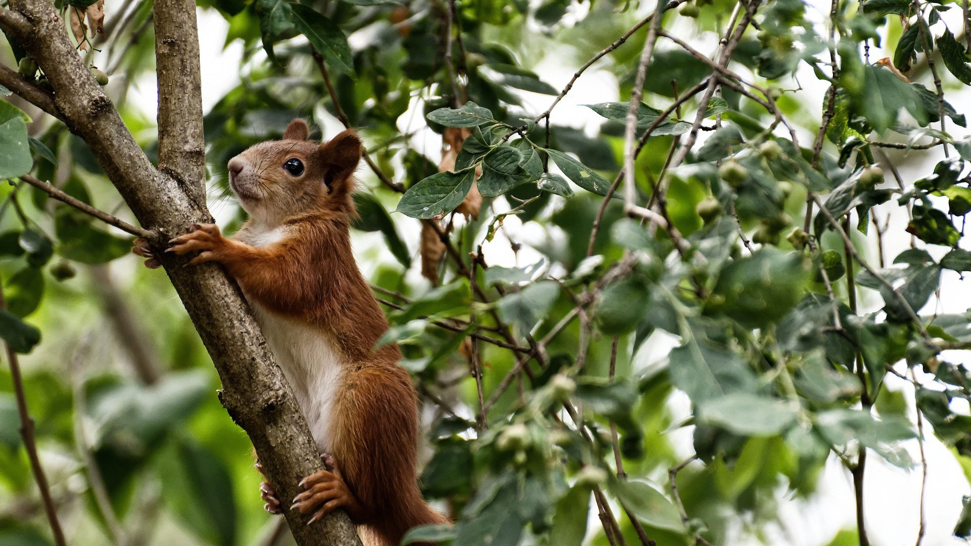 深圳数据风暴席卷亚特兰大，东决异次元之战背后的镜像缠斗
