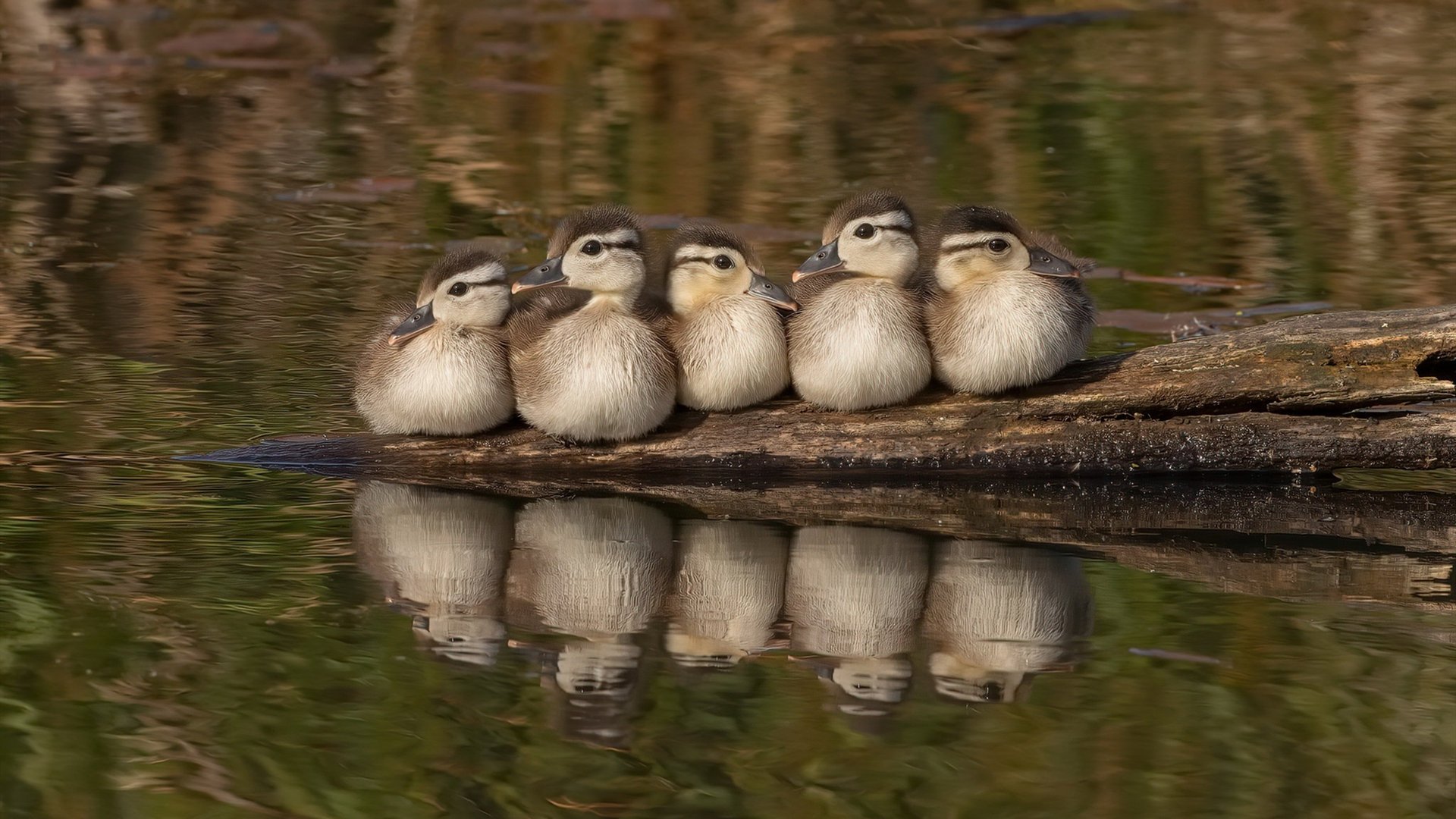 钢铁是怎样炼成的，奥运周期关键战之夜与詹姆斯的制胜时刻