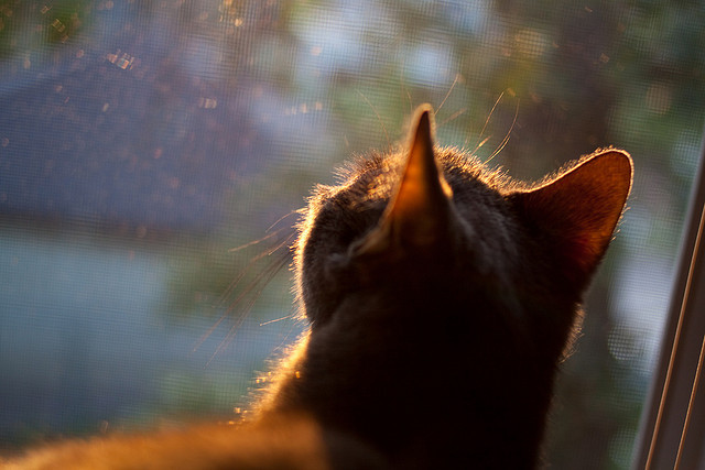开云体育-今夜人间满分