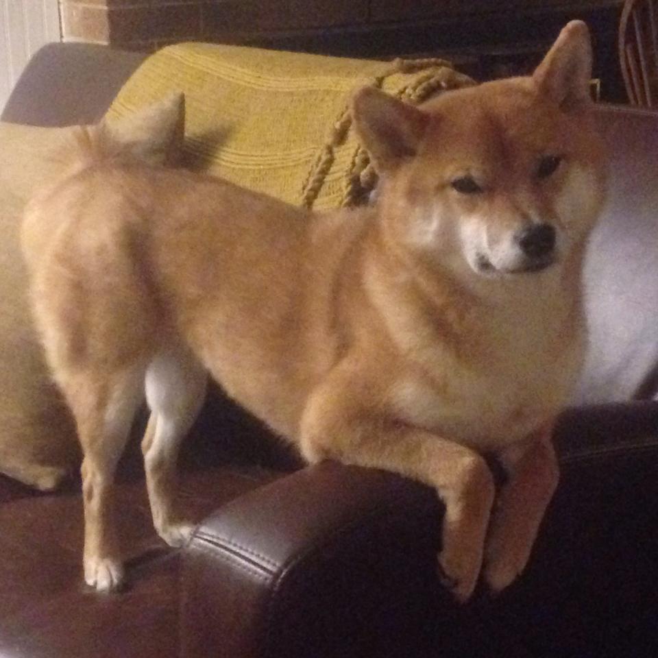 国王对独行侠，当戈贝尔化身拿破仑的掷弹兵，禁区即是奥斯特里茨战场