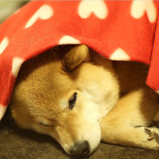 当东决的窒息感降临绿茵场，加纳如何在24分钟内终结丹麦童话